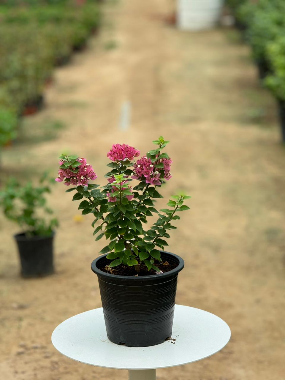Bougainvillea (Pink Pixie)
