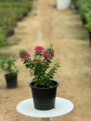 Bougainvillea (Pink Pixie)