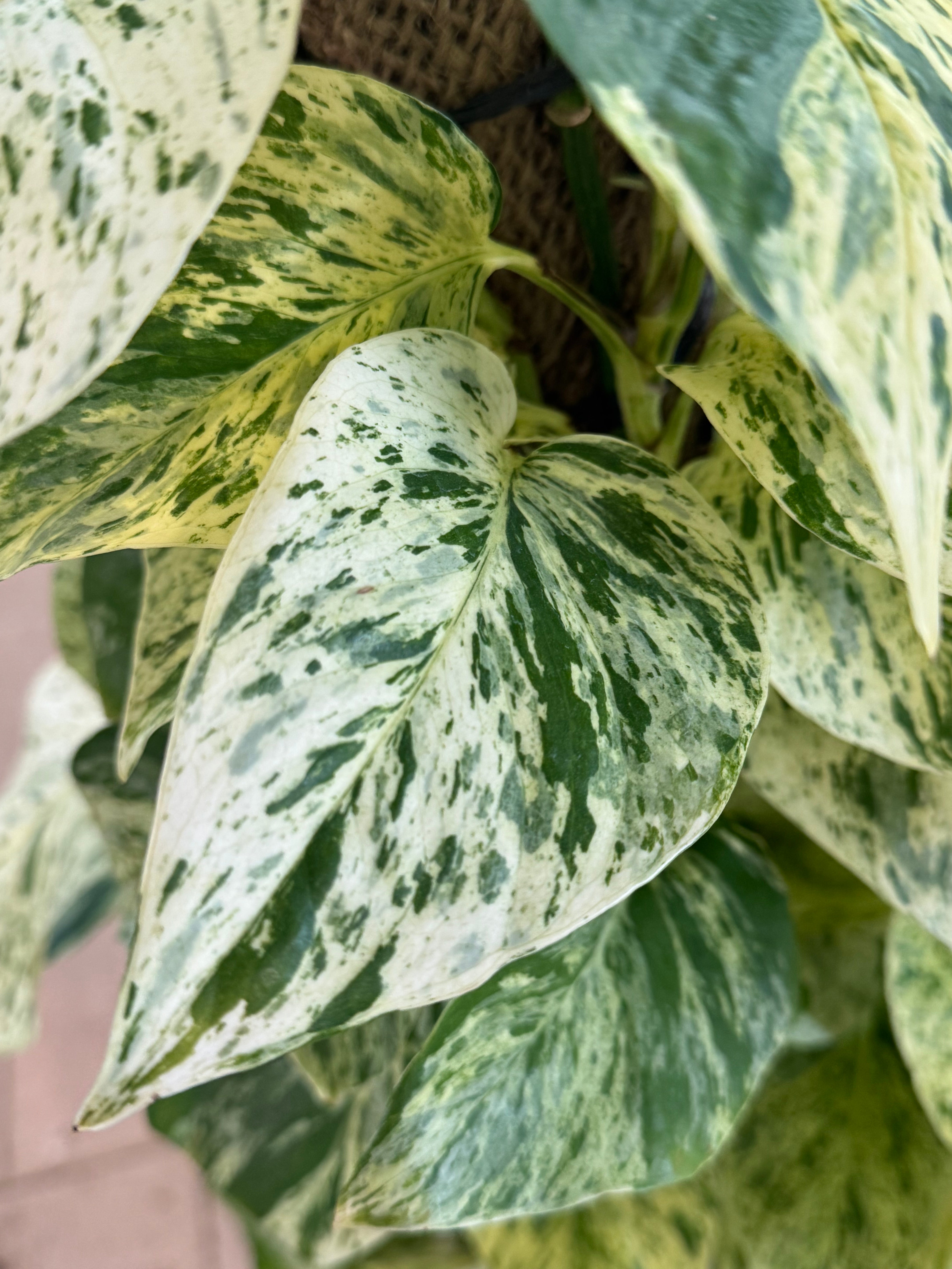 Marble Queen Pothos Moss Pole – 150 cm (Nursery Pot)
