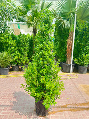 Ficus Panda