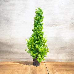 Ficus Panda