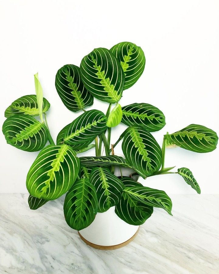 Prayer Plant/ Marantha