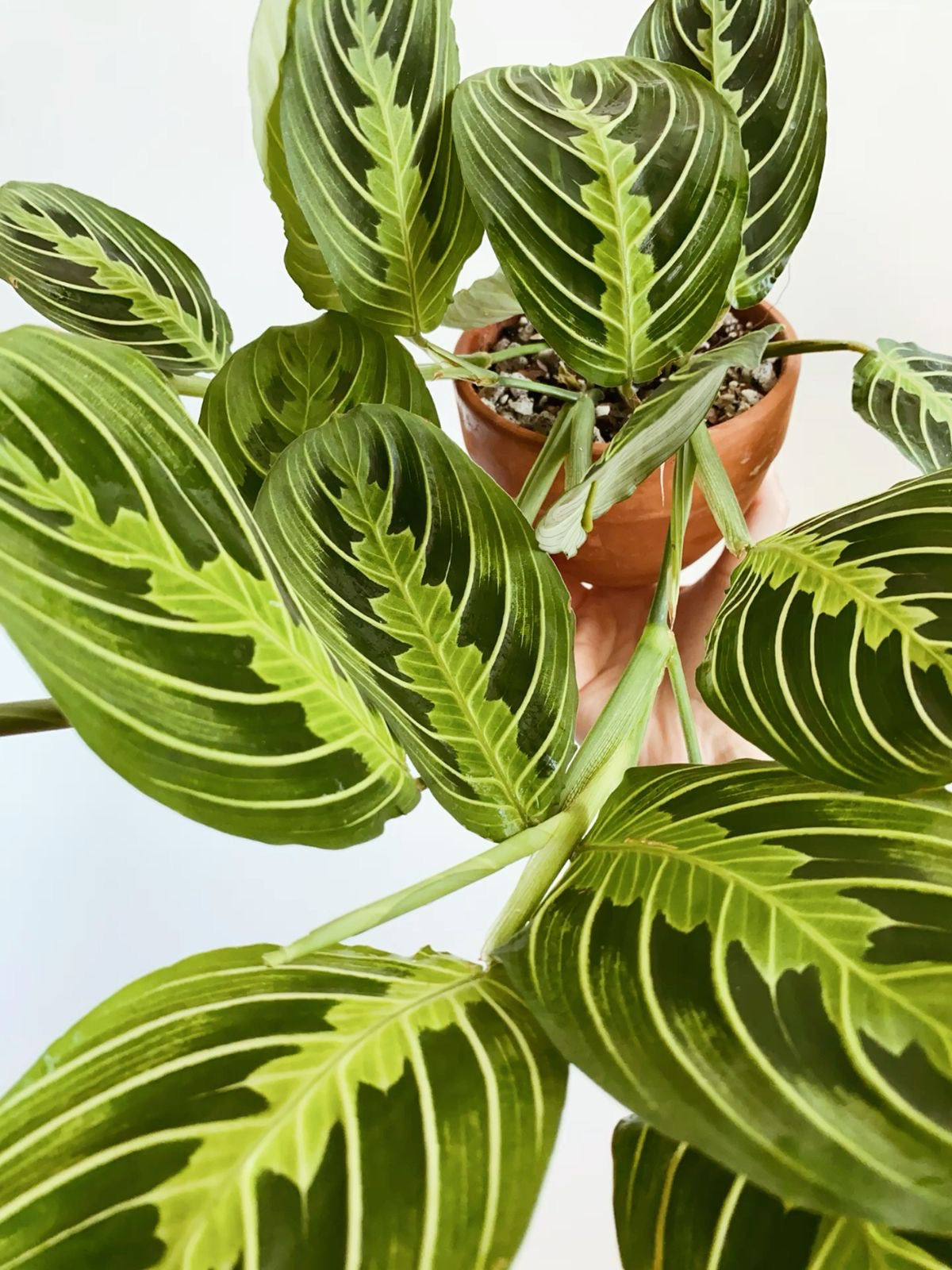 Prayer Plant/ Marantha