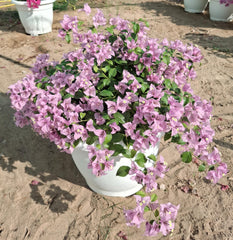 Bougainvillea – Big