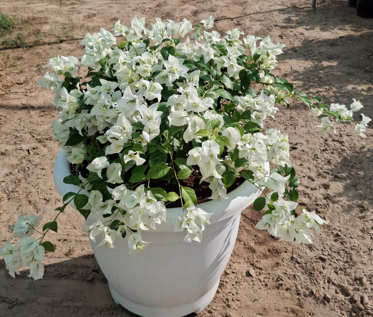 Bougainvillea – Big