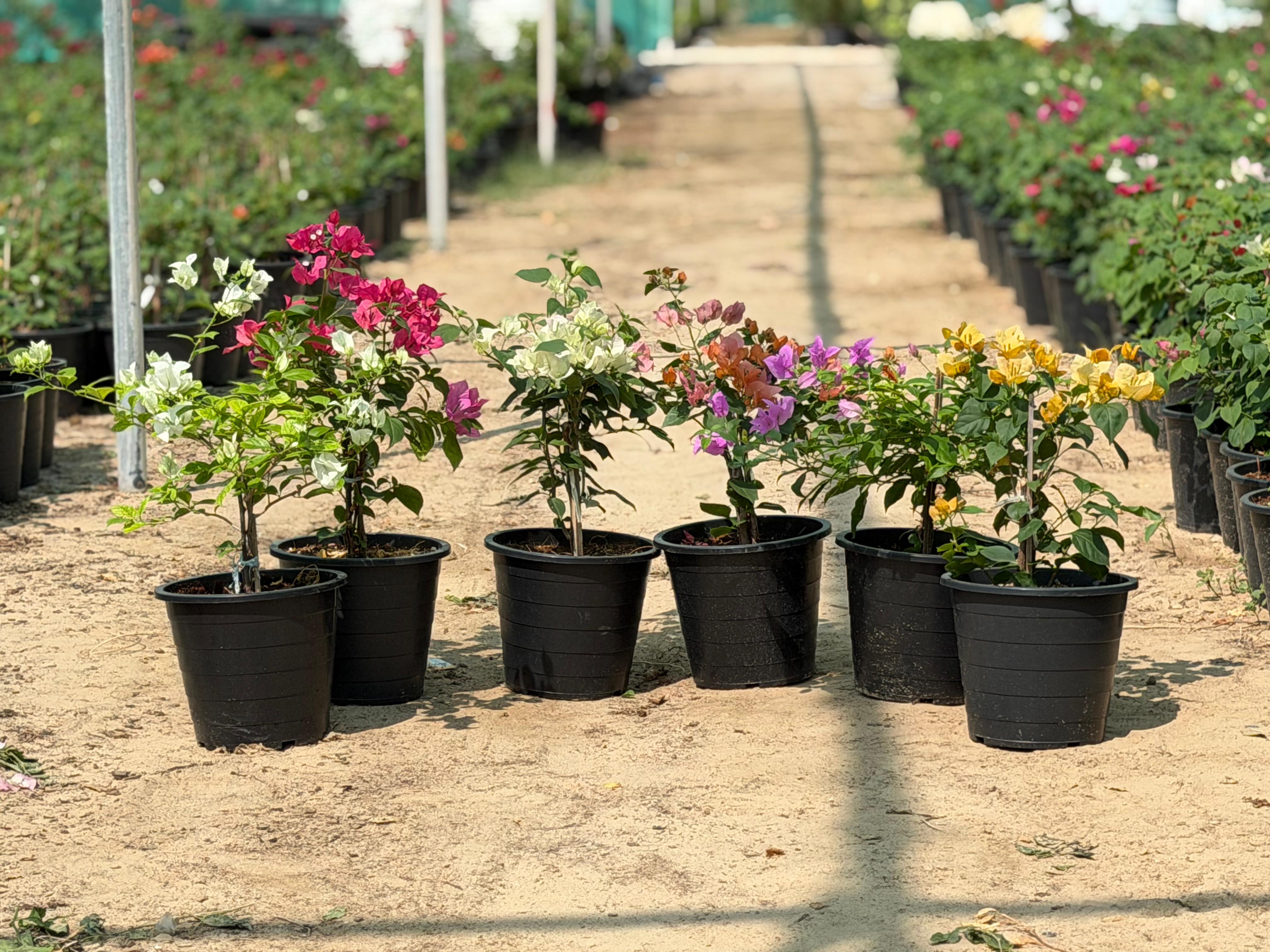 Bougainvillea Mix Color