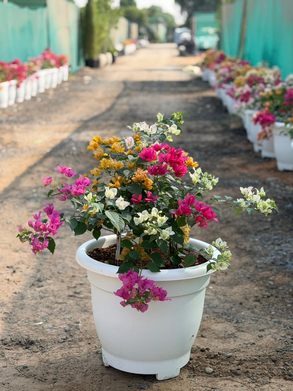 Bougainvillea – Big