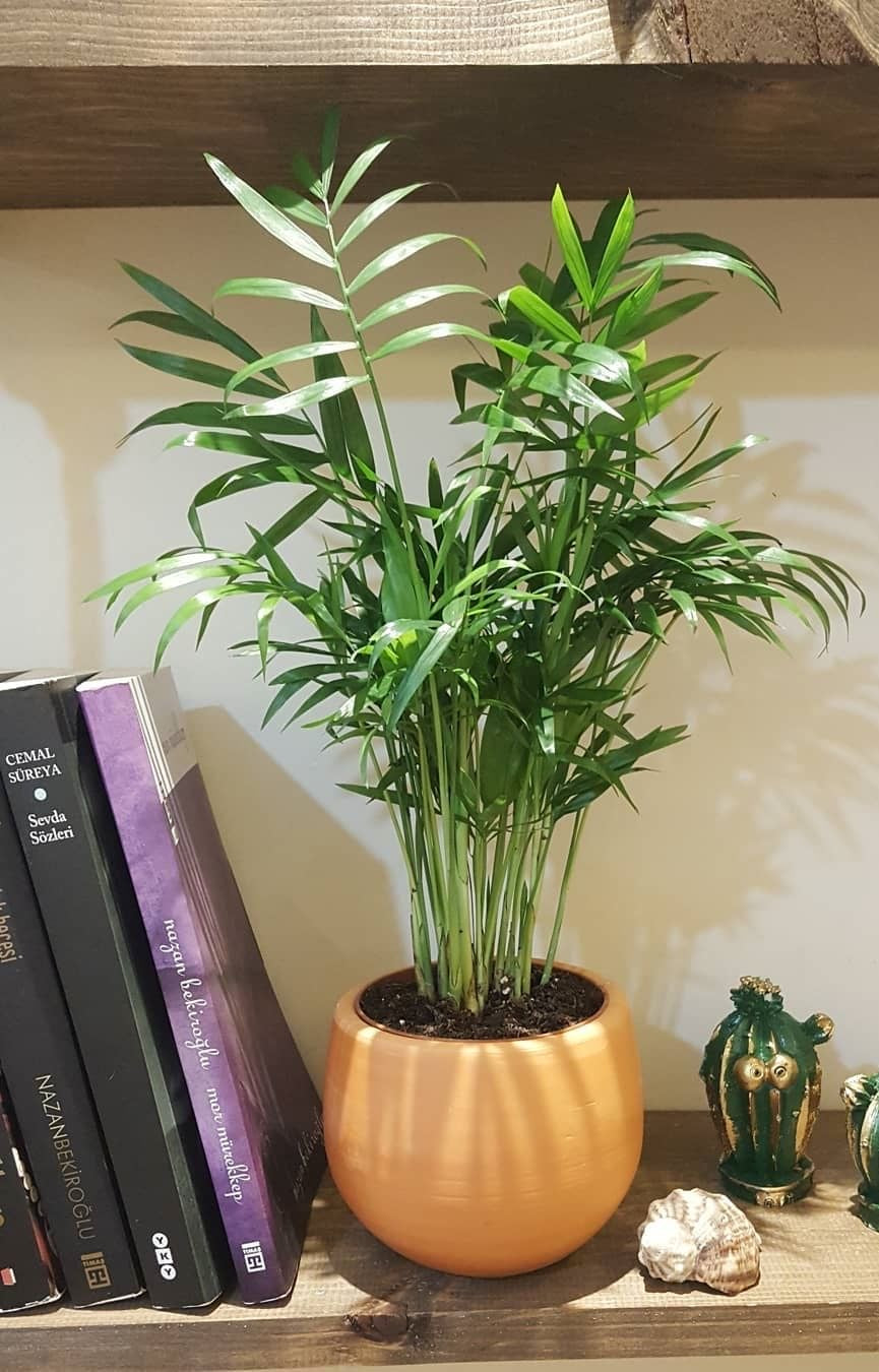 Chamaedorea Palm