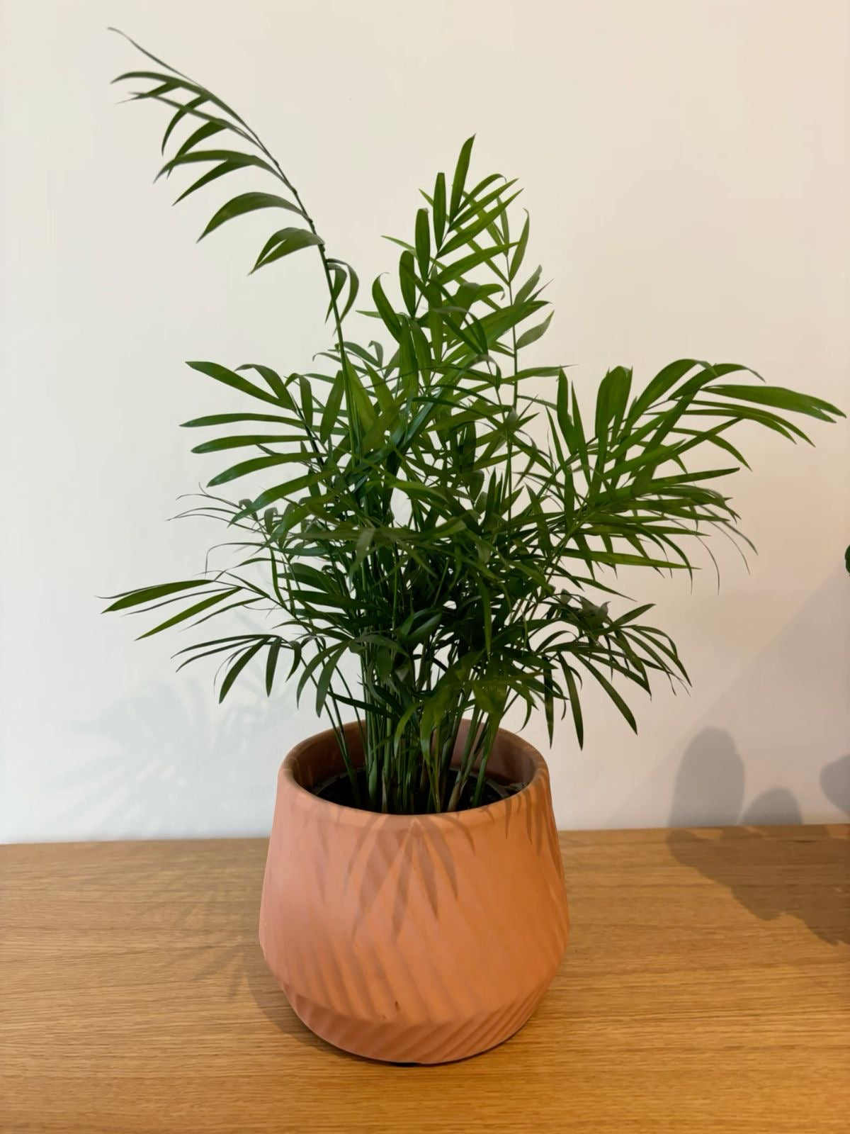 Chamaedorea Palm