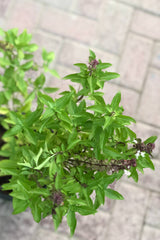 Basil Persian (Rayhan)