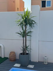 Yucca
