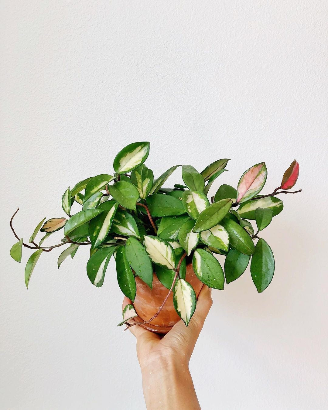 Hoya Carnosa Albomarginata