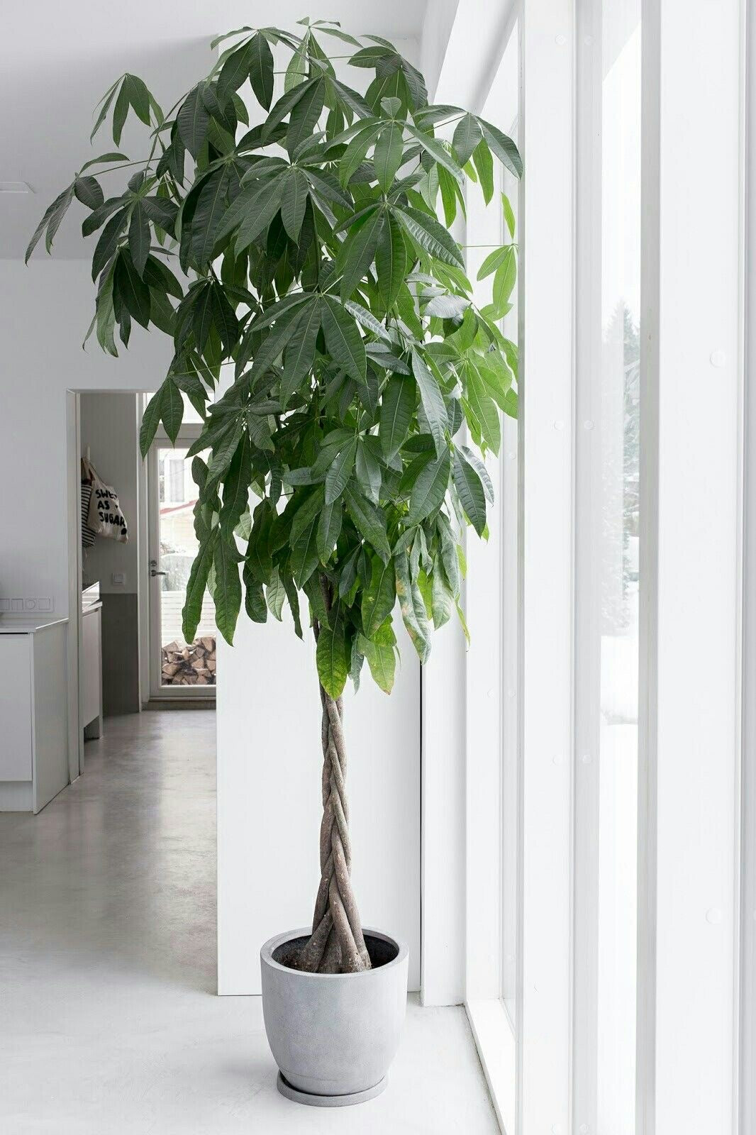 Pachira Aquatica Money Tree