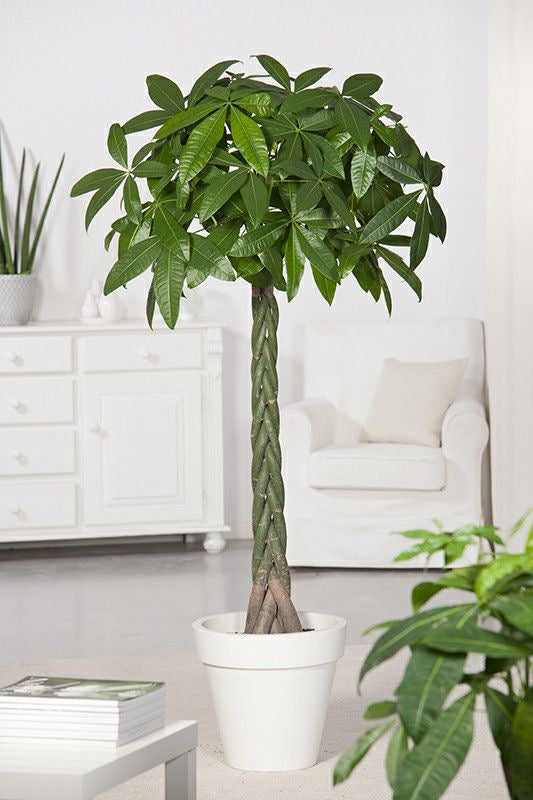 Pachira Aquatica Money Tree