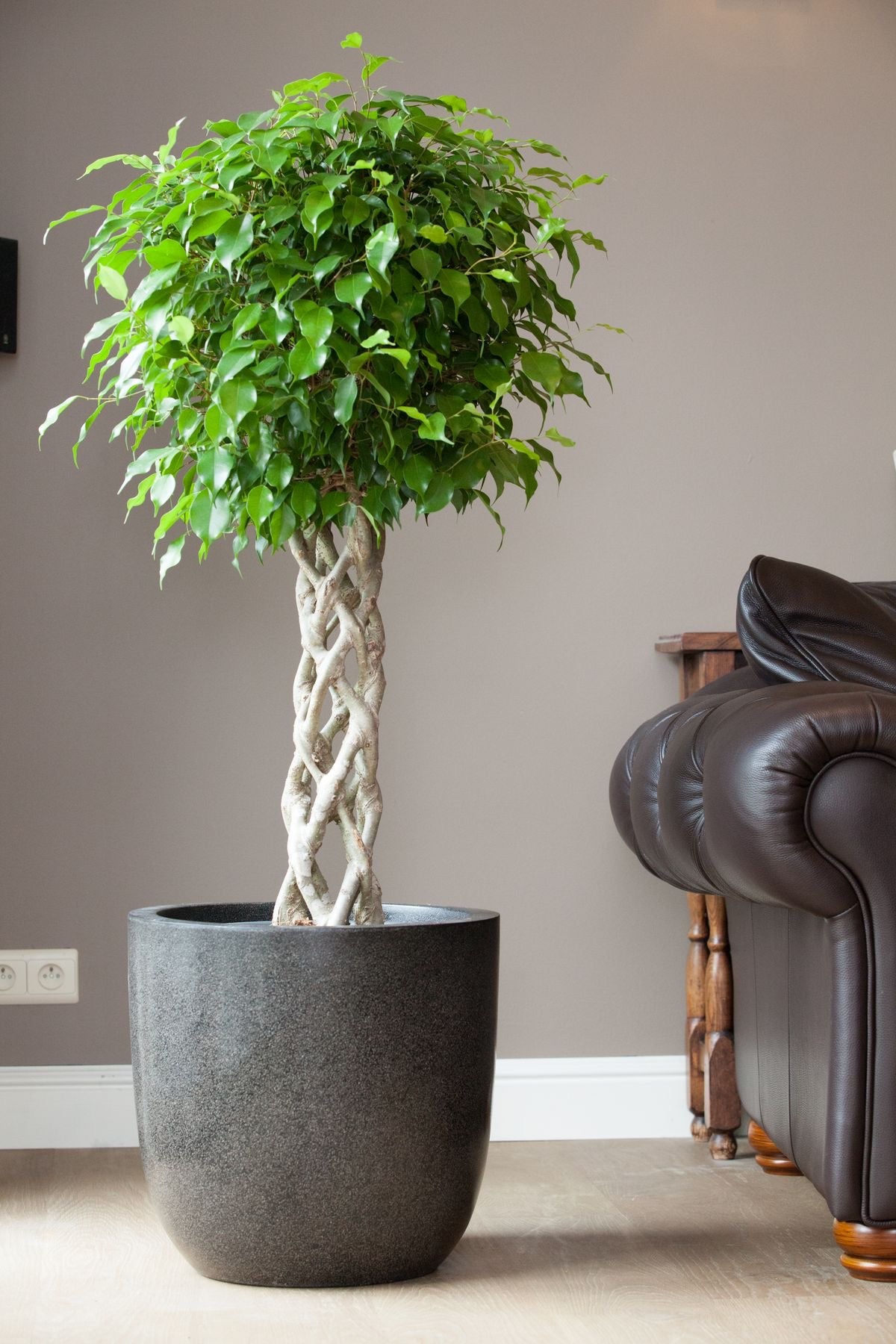 Ficus Benjamina Special Trunk