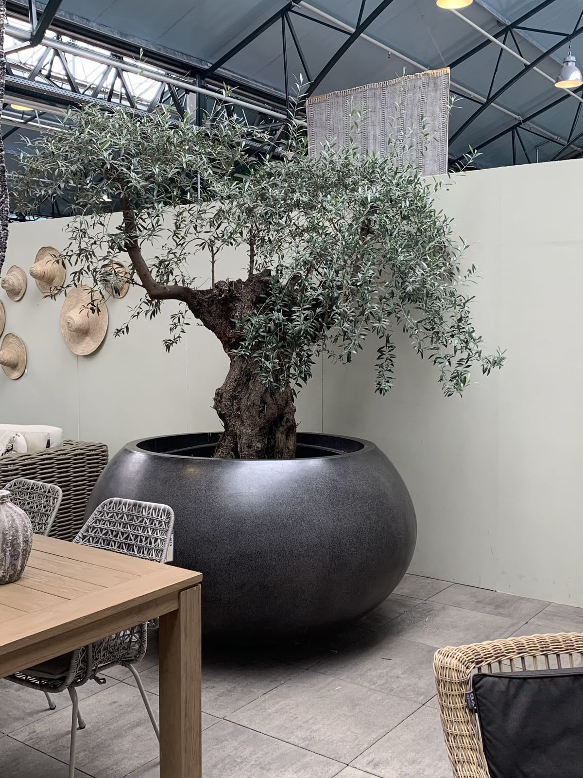 Old Trunk Olive Tree