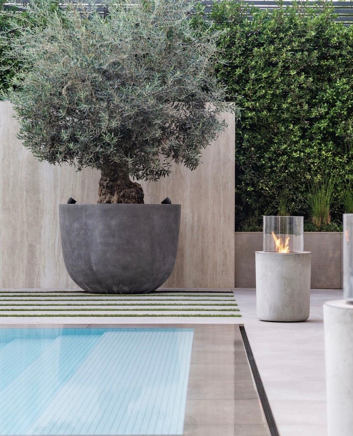 Old Trunk Olive Tree