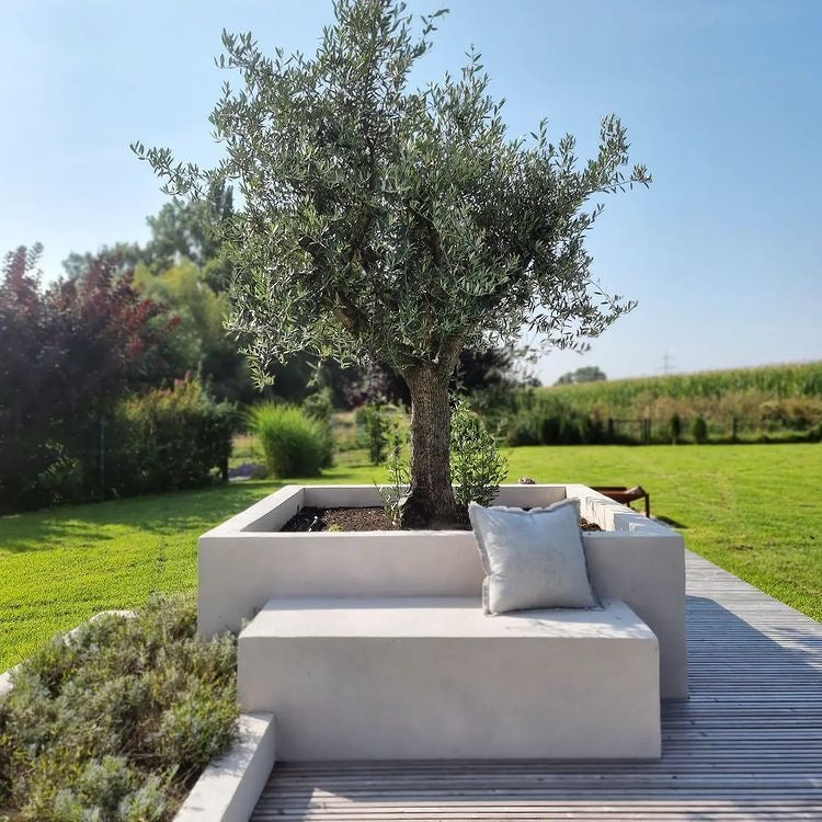 Olea Europaea Olive Tree Old Trunk