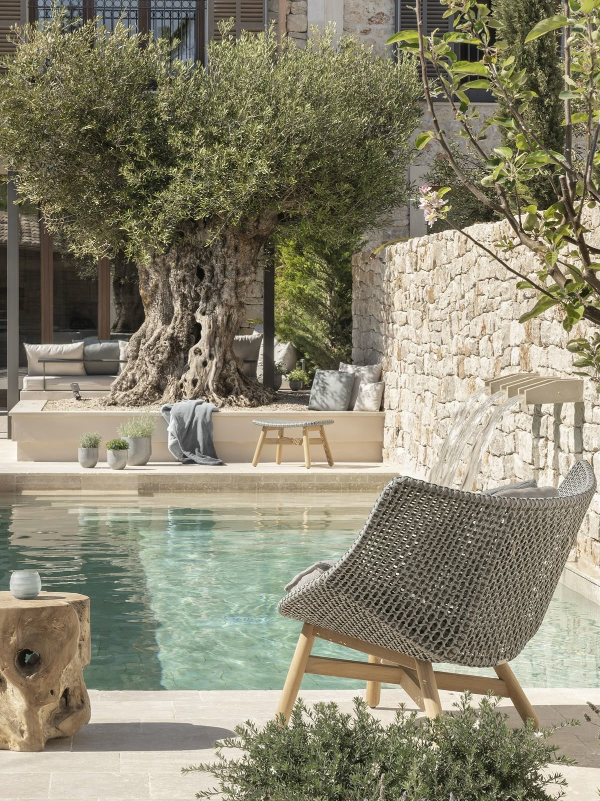 Olive Tree Old Fat Trunk 2.5 meters