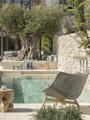 Olive Tree Old Fat Trunk 2.5 meters