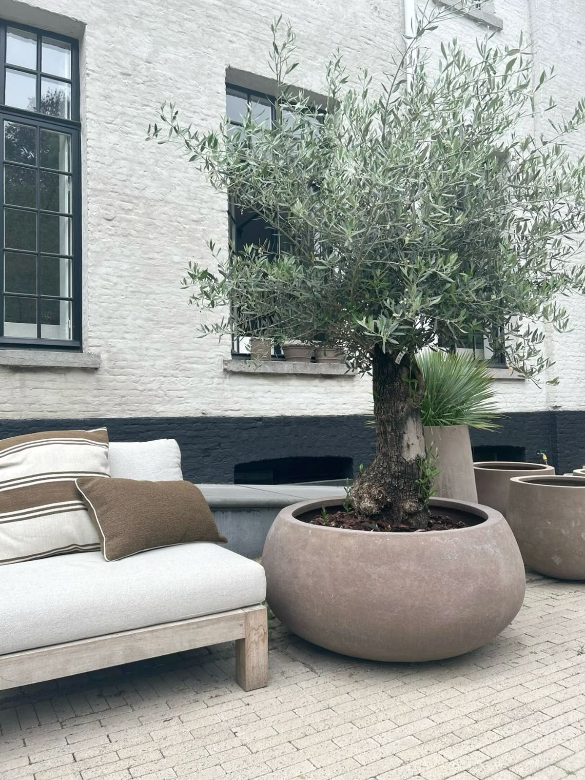 Olive Tree Tall 100 year old