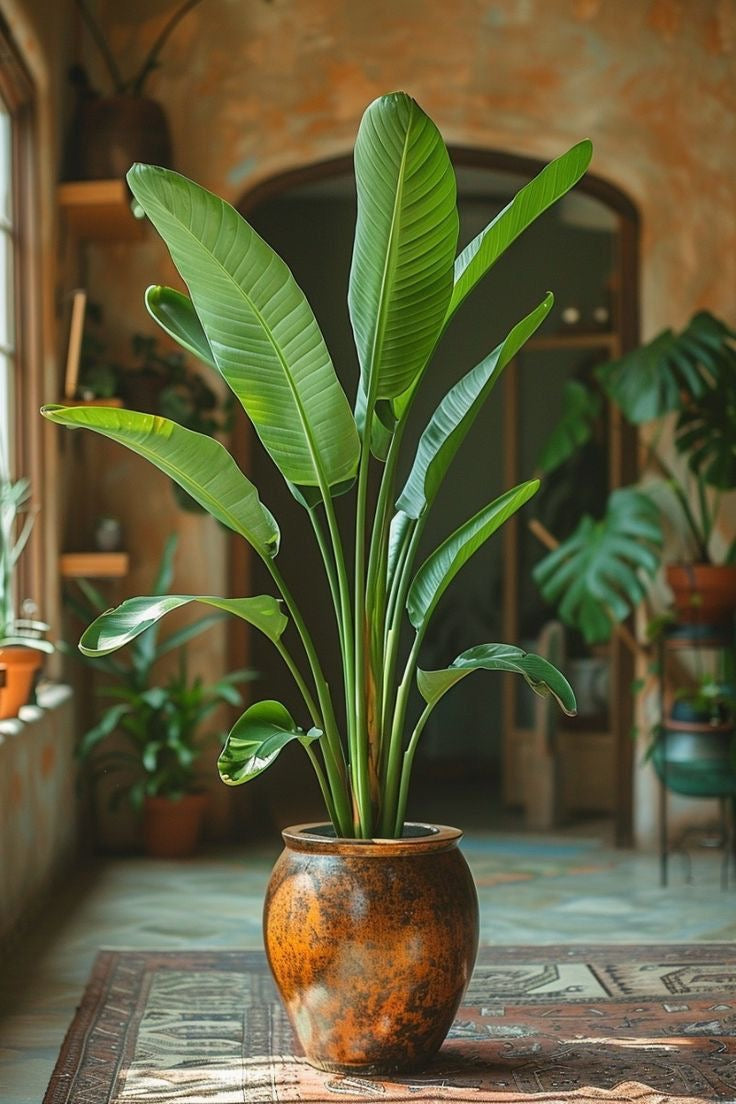 Strelitzia Nicolai - Bird of Paradise Large Splits