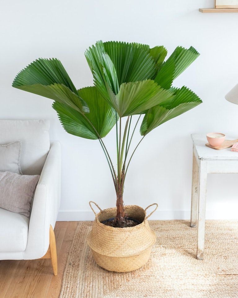 Licuala Grandis 'Ruffled Palm'