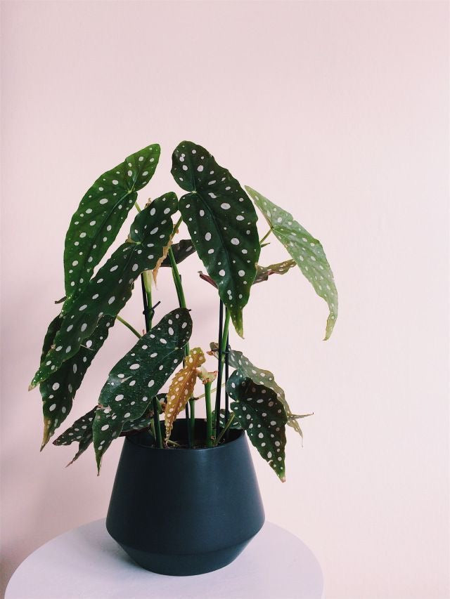 Polka Dot Begonia (Begonia maculata)