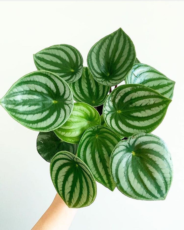 Watermelon Peperomia Argyreia