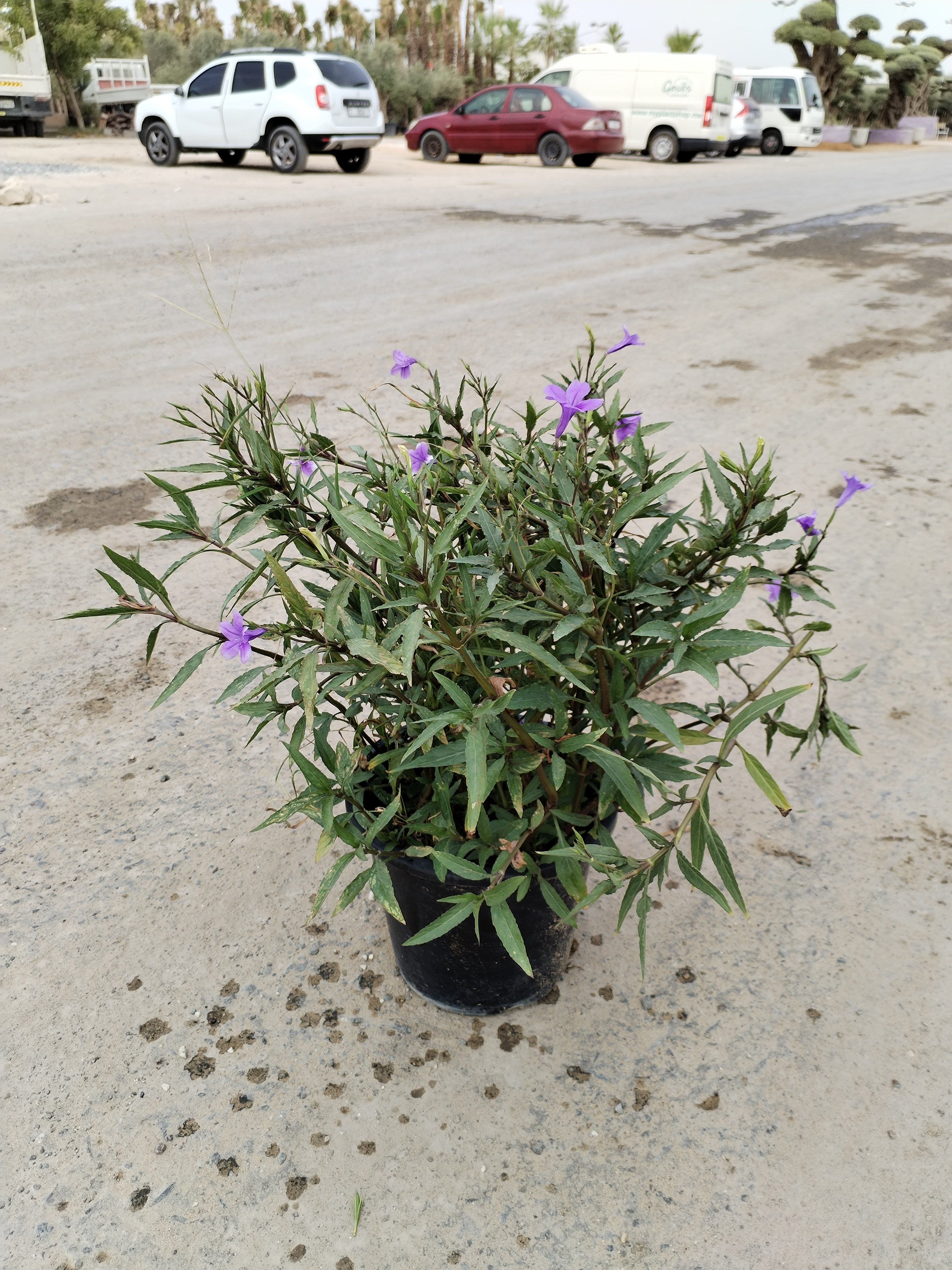 Ruellia ciliosa