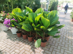 Chinese Fan Palm