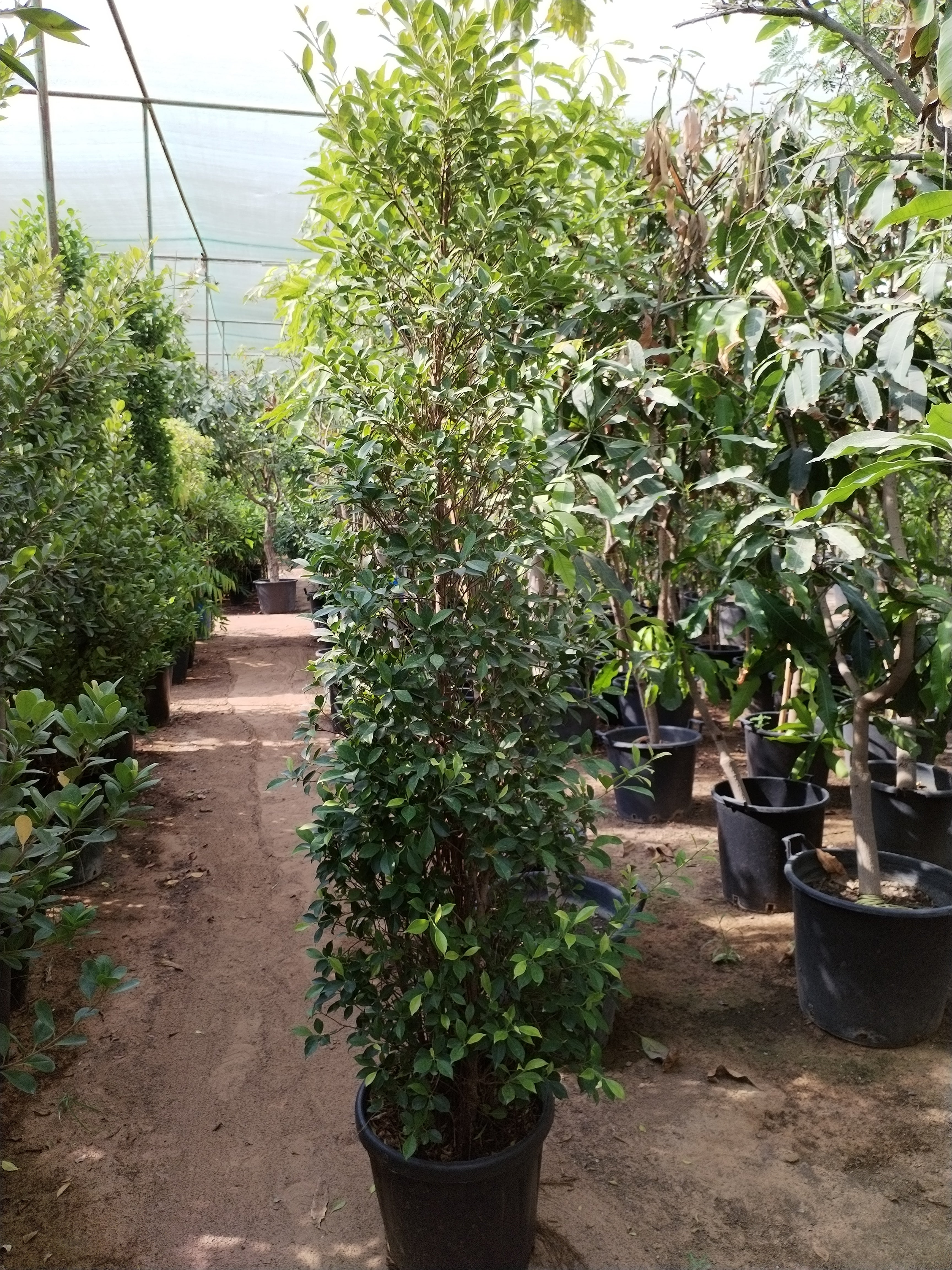 Ficus Nitida