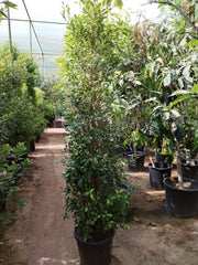 Ficus Nitida