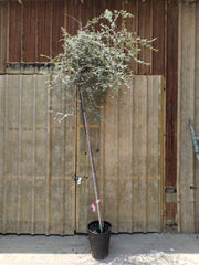 Ghaf Tree