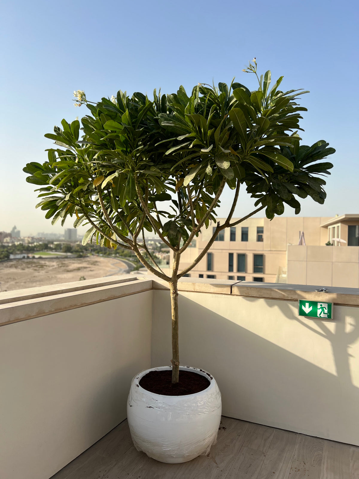 Frangipani Tree Dubai 2.5 - 2.8 meters