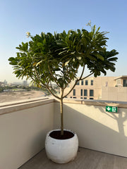 Frangipani Tree Dubai 2.5 - 2.8 meters