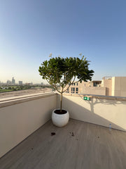 Frangipani Tree Dubai 2.5 - 2.8 meters