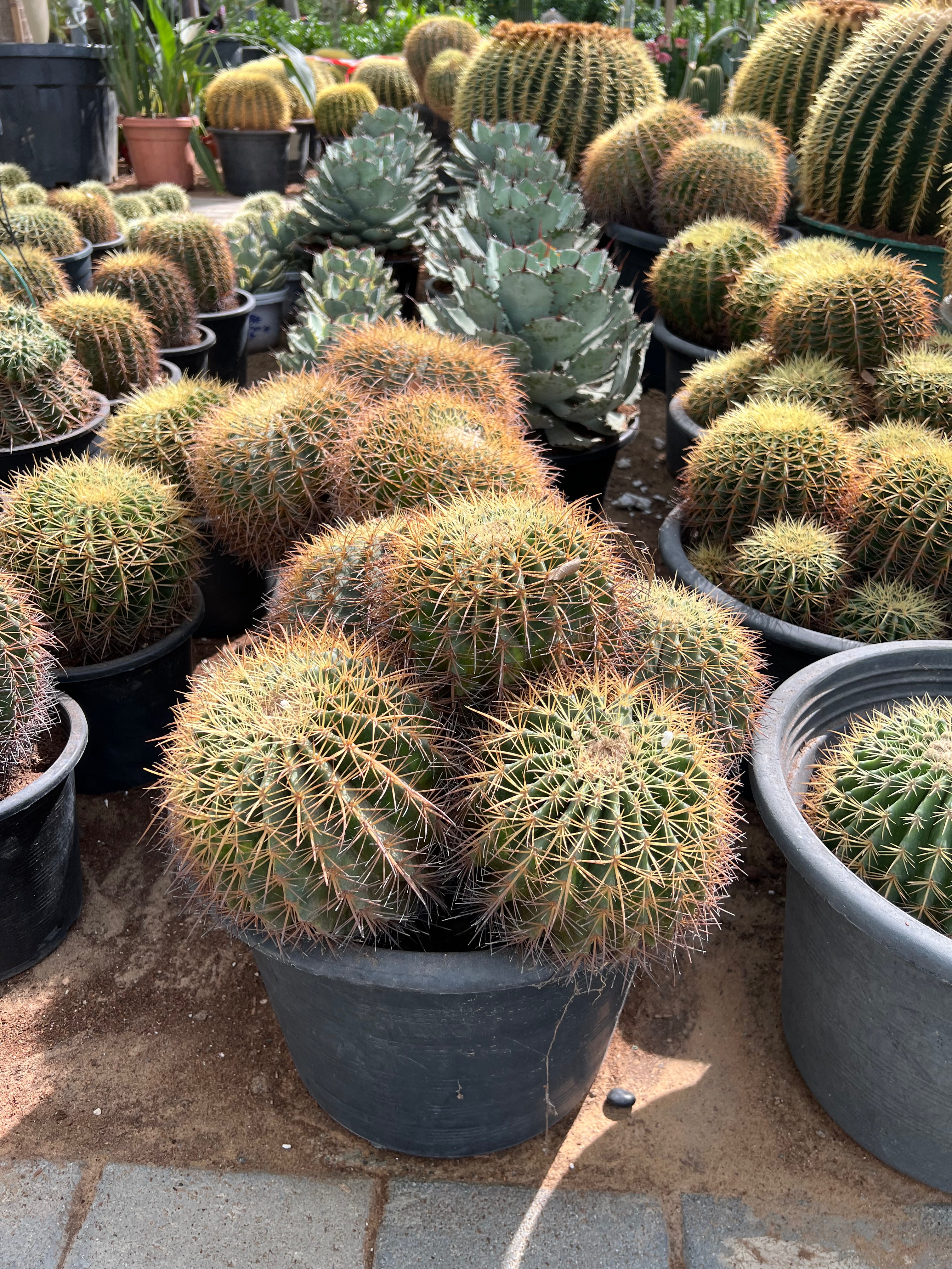Barrel Cactus Multihead - Medium