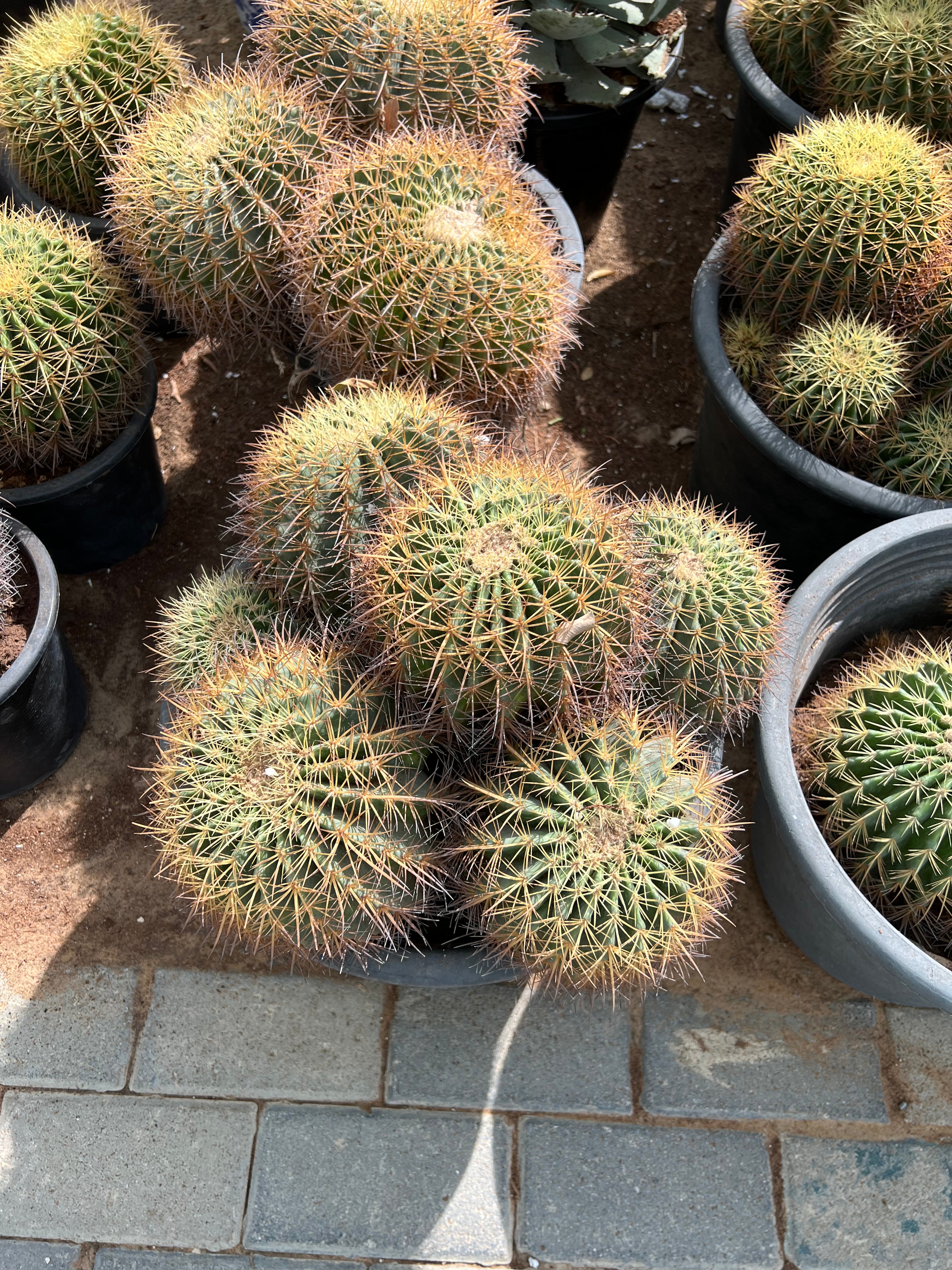 Barrel Cactus Multihead - Medium