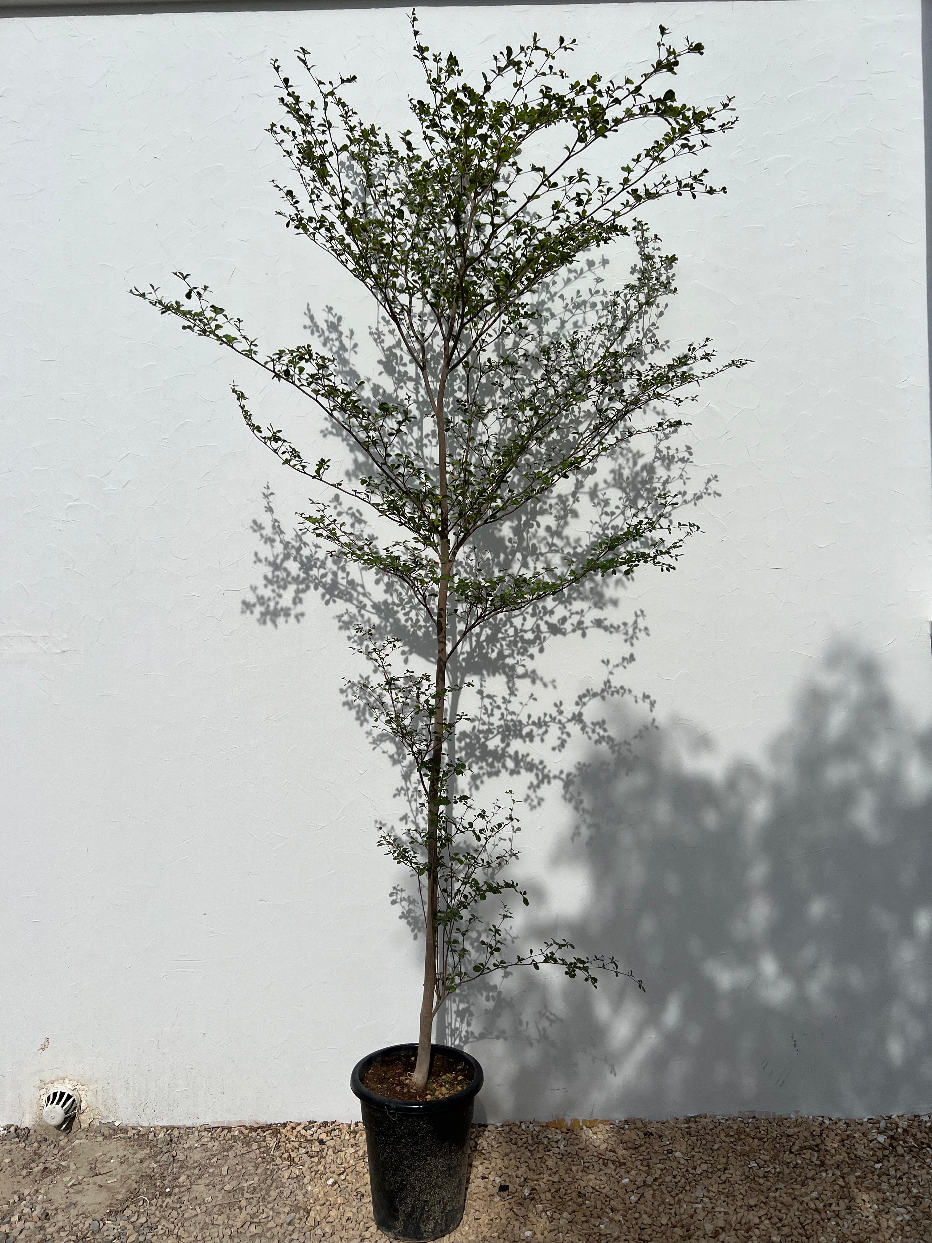 Bucida buceras "Black Olive Tree"