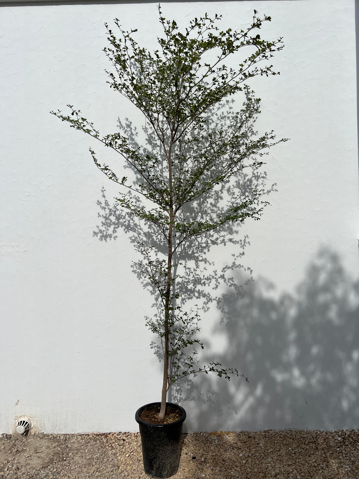 Bucida buceras "Black Olive Tree"