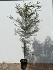 Bucida buceras "Black Olive Tree"