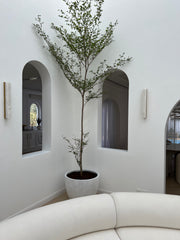 Bucida buceras "Black Olive Tree"