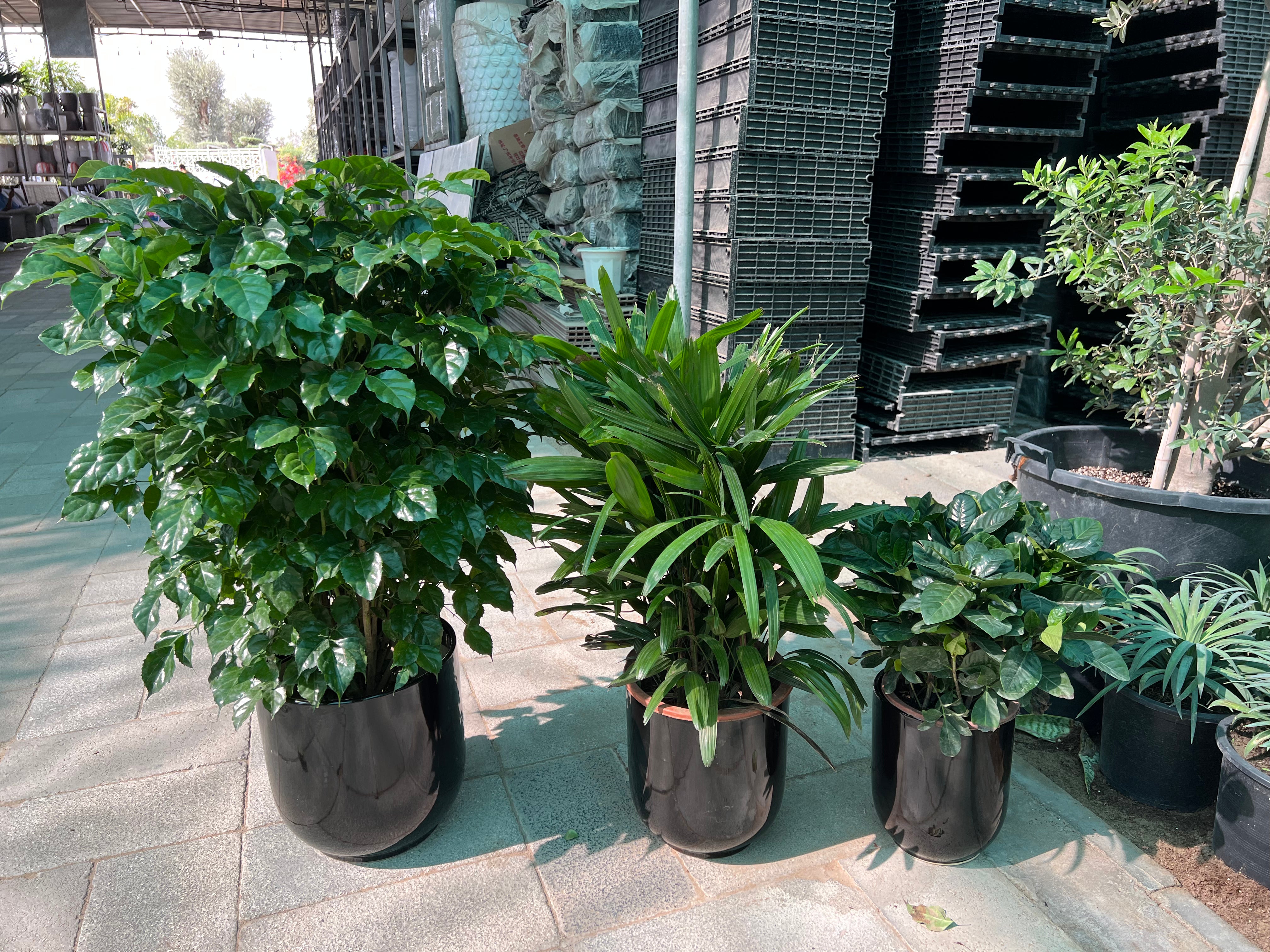 Indoor Green Harmony Bundle
