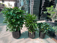 Indoor Green Harmony Bundle