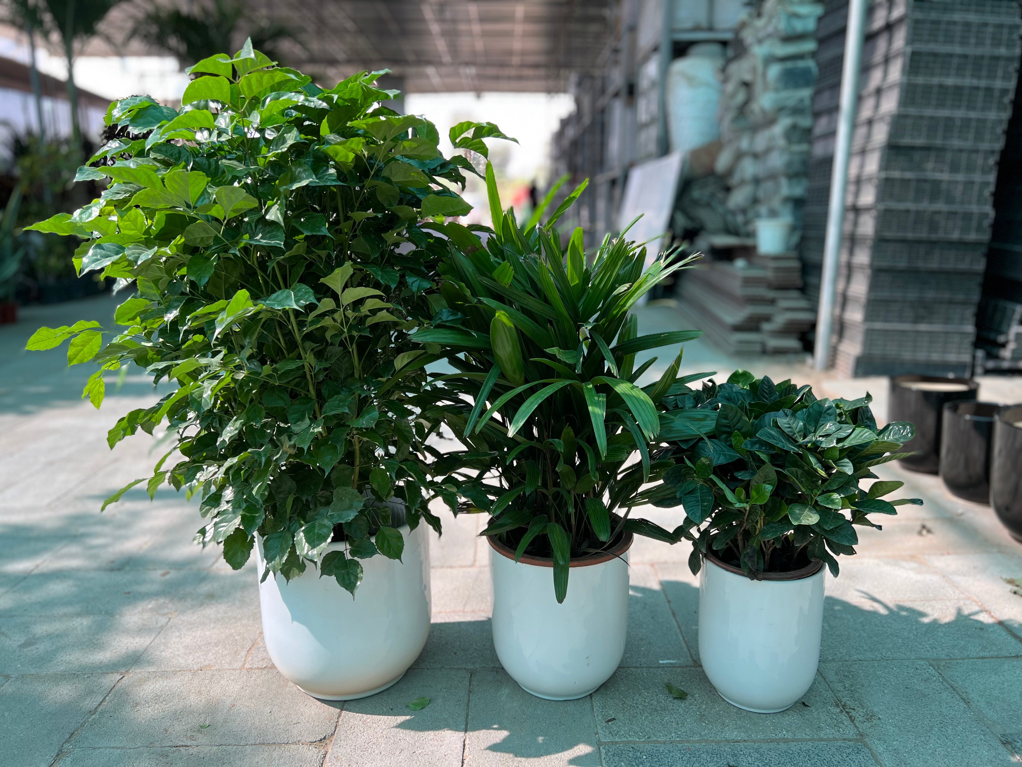 Indoor Green Harmony Bundle