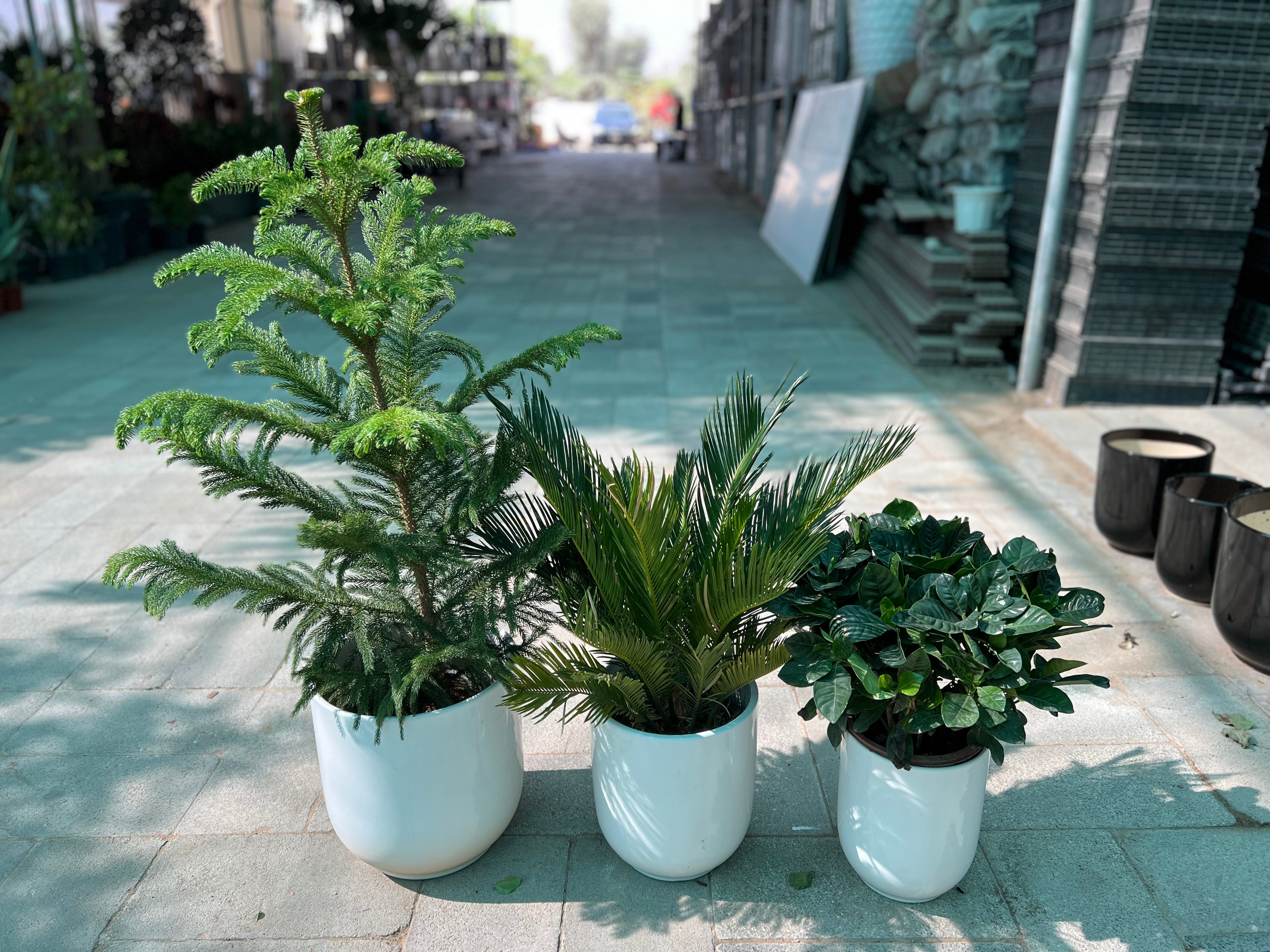 Evergreen Elegance Plant Bundle
