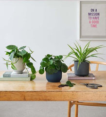 Beginner’s Indoor Plant Bundle – Set of 3 Easy-Care Plants