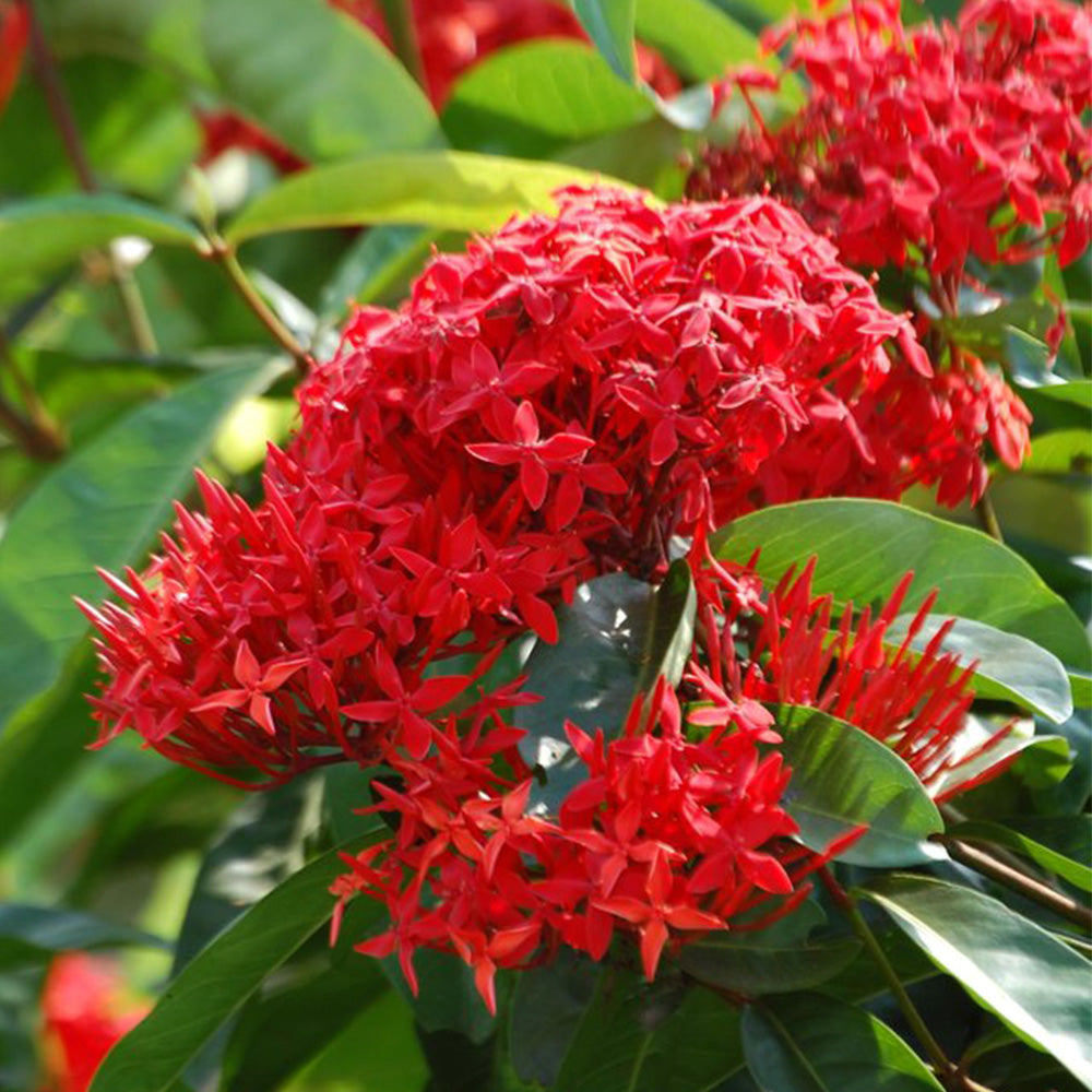 Ixora Coccinea Orange
