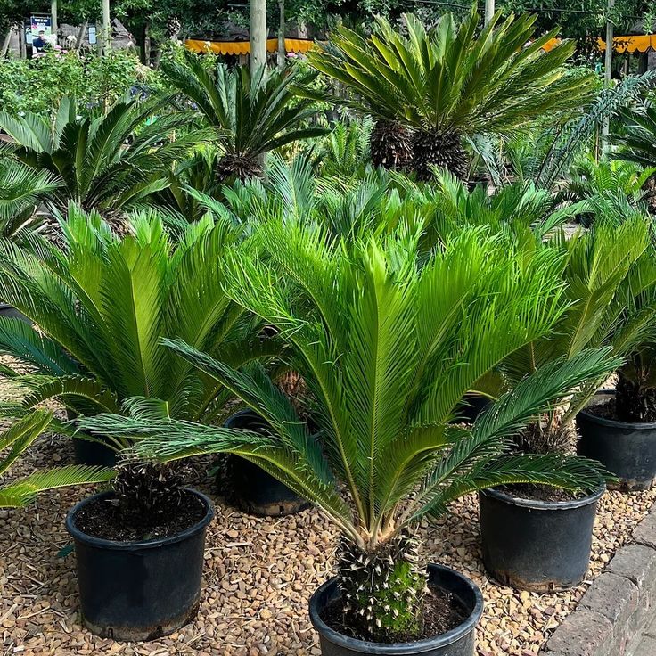 Cycas revoluta